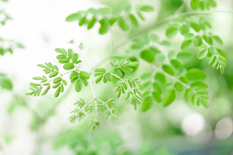 Moringa: The All-Natural Superfood