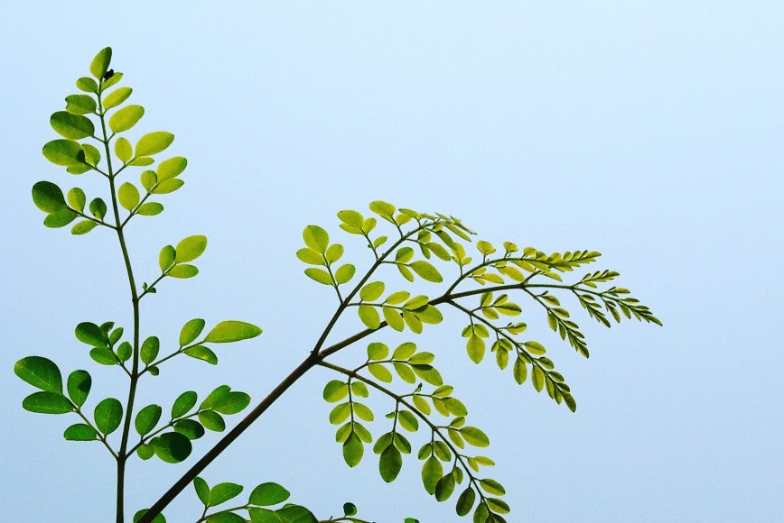 Moringa Oleifera: Natural Anti-Cancer Agent